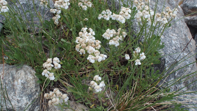 Achillea erba-rotta / Millefoglio erba-rotta